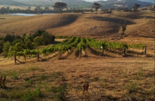 From Storm to Groundswell, the Journey of Biodynamic Agriculture  